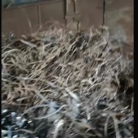 【河北唐山】出售精品毛刺