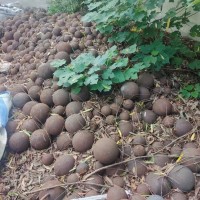 【江苏】出售高铬钢球六十吨，20个铬，2个镍