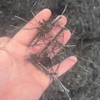 【浙江杭州】出售破碎轮胎钢丝