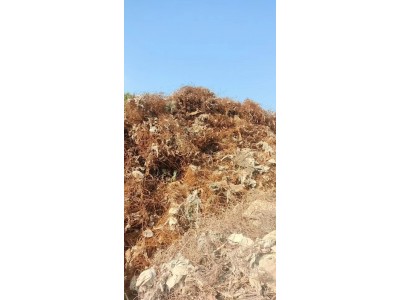 【天津】大量收购火烧铁丝盒子，手捡铁图1