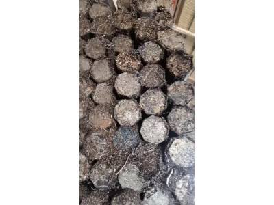 【福建福州】大量收购刨花，纯干净碎销图2