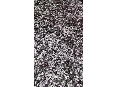 【江苏常州】出售镀锌冲子图1