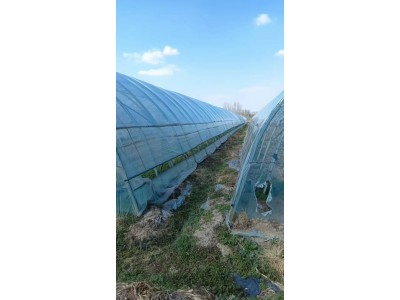 【山东菏泽】出售蔬菜大棚图3